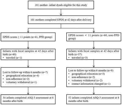 Association of maternal postpartum depression symptoms with infant neurodevelopment and gut microbiota